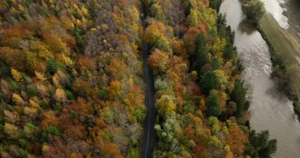Aerial Top Widok Prostą Drogę Bez Samochodów Kolorowe Wsi Jesienny — Wideo stockowe