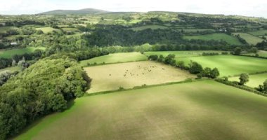  Havadan. Kırsal alan. Tarım arazisi, ineklerle tarlalar. İrlanda kırsal hava manzarası: tarım arazileri. Yeşil ormanlar ve tarlalar. Yüksek kalite 4k görüntü