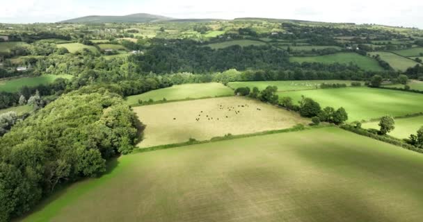 Antenne Ländliche Landschaft Ackerland Felder Mit Kühen Irland Ländliche Landschaft — Stockvideo