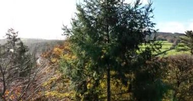 Dağ tepeleri ve çam ağaçları ve turuncu kayın ağaçlarıyla kaplı dağların havadan görünüşü. Ormanda güneşli bir gün. Sonbaharın renkli ağaçları. Yüksek kalite 4k görüntü