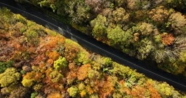 Nehir kenarındaki Renkli Kırsal Sonbahar Ormanı 'nda Siyah Arabalı Havadan Tepe Görünümü. Fall Orange, Green, Yellow, Red Leaves Trees Woods. Yüksek kalite 4k görüntü