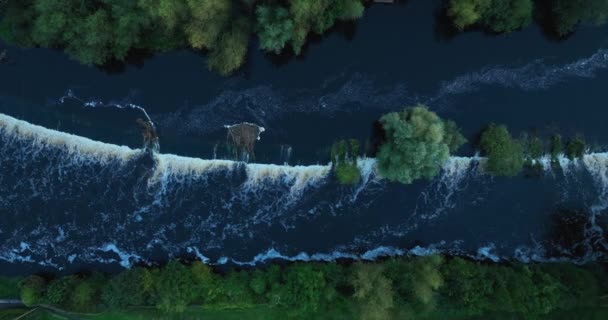 Luchtfoto Sterke Stroming Waterval Rivier Razende Rivier Late Namiddag Kilkenny — Stockvideo