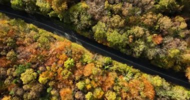 Renkli Kırsal Kırsal Sonbahar Ormanı 'nda Arabasız Düz Yol Üzerine Hava Manzarası. Fall Orange, Green, Yellow, Red Leaves Trees Woods. Yüksek kalite 4k görüntü