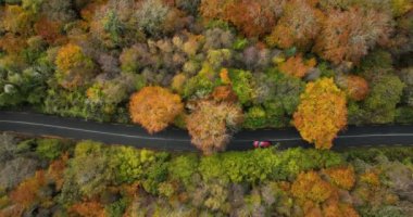 Güneşli sonbahar ormanlarında, kır yolundaki kırmızı bir arabanın yukarıdan görünüşü. Sonbahar ormanı ve otoban insansız hava aracı manzarası. Forest Top View 'da sonbahar araba yolu. Hava manzarası. 4k görüntü