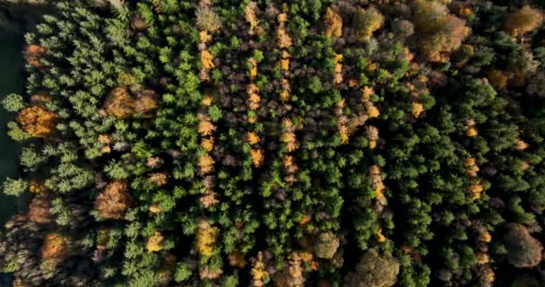 Зверху Вниз Осінь Лісі Вид Зверху Змішані Ліси Зелені Хвойні — стокове відео