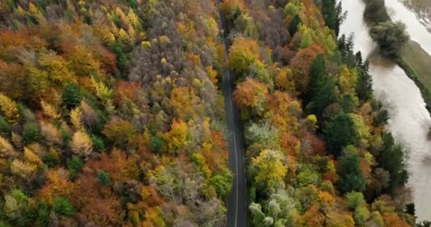 Vista Superior Carretera Medio Bosque Dorado Pintoresco Camino Bosque Cerca — Vídeos de Stock