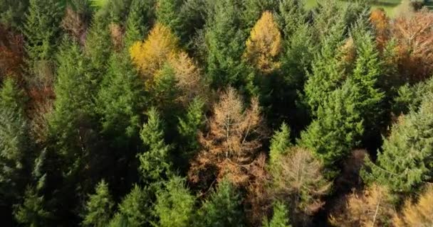 Smíšený Les Zelené Jehličnany Listnaté Stromy Žlutými Listy Podzimní Barvy — Stock video
