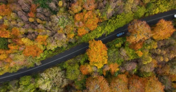 Вид Зверху Червоний Автомобіль Сільській Дорозі Сонячно Барвистому Осінньому Лісі — стокове відео