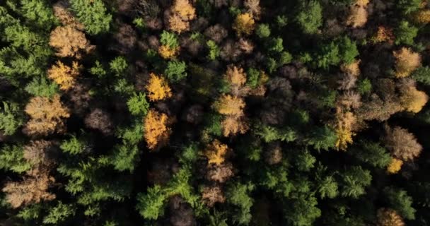 Haut Automne Forêt Vue Aérienne Forêt Mixte Conifères Verts Feuillus — Video