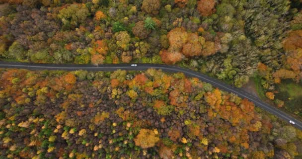 Vista Aérea Los Coches Carretera Del País Soleado Colorido Bosque — Vídeos de Stock