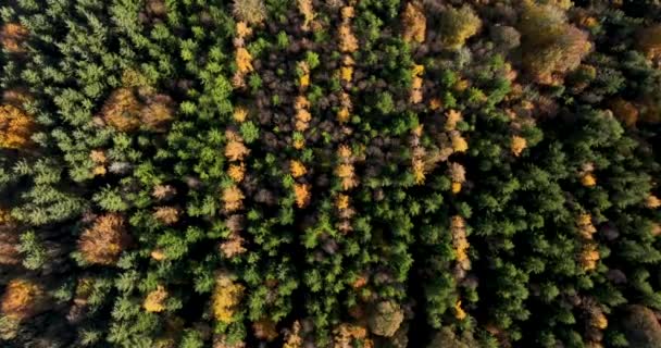 Shora Dolů Podzim Vzdušném Pohledu Shora Smíšený Les Zelené Jehličnany — Stock video