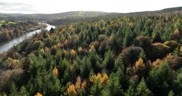 Νωρίς Φθινόπωρο Στο Δάσος Εναέρια Πάνω Άποψη Μικτά Δάση Πράσινα — Αρχείο Βίντεο