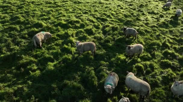Εναέρια Πρόβατα Βόσκουν Ένα Πράσινο Λόφο Ένα Κοπάδι Πρόβατα Ένα — Αρχείο Βίντεο