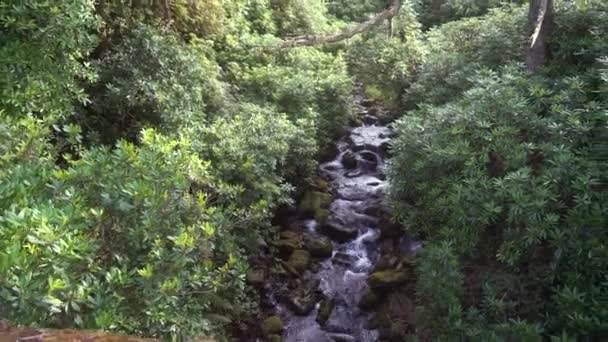 Cachoeira Entre Árvores Montanha Que Fluem Para Baixo Rio Que — Vídeo de Stock