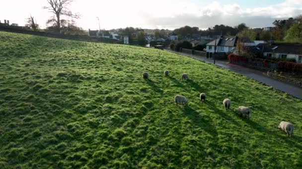 羊在青山上吃草 一群羊在茂密的草地上 悠闲地躺在绿草上 白羊冻僵了 静静地咀嚼着青草 高质量的4K镜头 — 图库视频影像