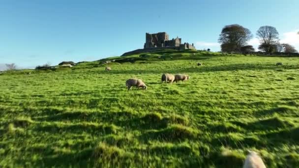 Овцы Пасутся Зеленом Холме Стадо Овец Пышном Лугу Отдыхающих Зеленой — стоковое видео
