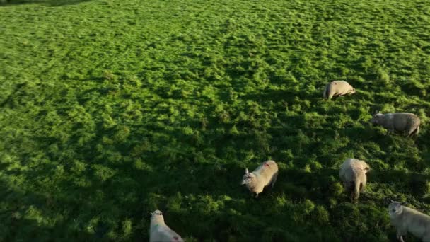 Повітря Вівці Пасуться Зеленому Пагорбі Зграя Овець Пишному Лузі Відпочиває — стокове відео