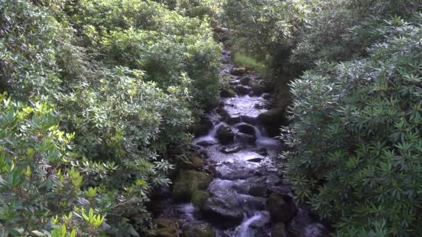 水流从山上流下来 在森林里的莫西岩石上滴水的近景 慢动作高质量的4K镜头 — 图库视频影像