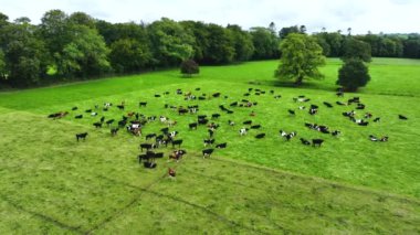 Yeşil bir çayırda otlayan ineklerle birlikte çiftlik manzarası. Otlaktaki inekler. Mandıra sürüsü tarlada taze yeşil çimen otlatıyor. Yüksek kalite 4k görüntü