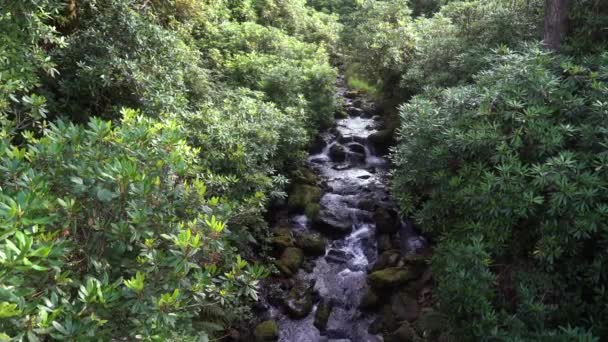 Гірська Річка Посеред Мальовничої Зелені Гірський Потік Камінням Фоні Зелених — стокове відео