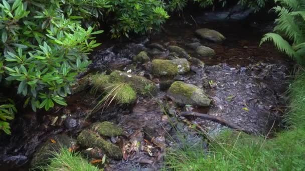 在风景如画的绿地中间的一条山河 背景绿树成石 河水像小瀑布一样流过岩石 在历史性的远足中 — 图库视频影像