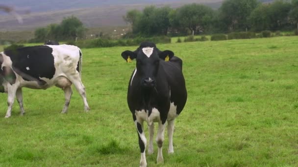 在一个阳光明媚的日子里 在爱尔兰的草地上 一头黑白的母牛躺在草地上 黑白的奶牛在草场里看着摄像机 咀嚼着青草 好奇的动物 一群小母牛 — 图库视频影像
