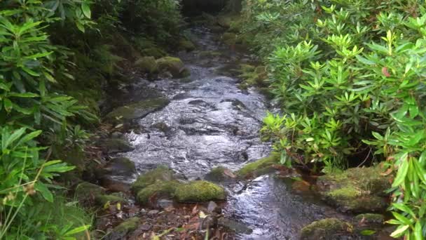 Fjellelv Midt Pittoreske Grøntområder Fjellstrøm Med Steiner Bakgrunn Grønne Trær – stockvideo
