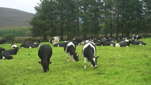 Μαύρες Και Λευκές Αγελάδες Ένα Καταπράσινο Χωράφι Μια Ηλιόλουστη Μέρα — Αρχείο Βίντεο