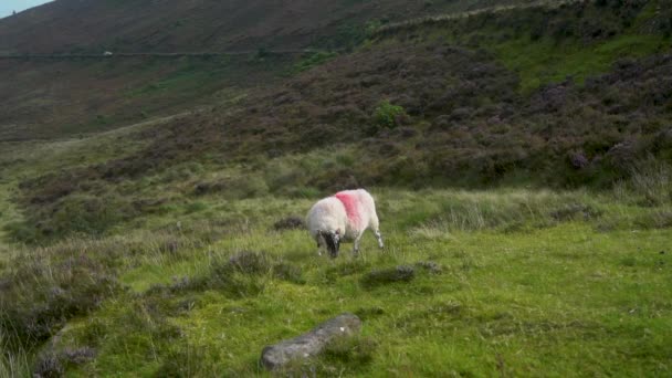 Mountain Sheep Grazes Backdrop Green Mountains White Sheep Red Markings — Stock Video