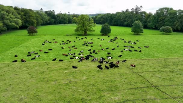 Vista Aérea Sobre Paisaje Granja Con Vacas Pastando Prado Verde — Vídeos de Stock