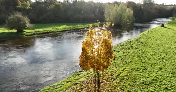 Luchtfoto Prachtig Herfstlandschap Met Een Rivier Kleurrijk Herfstbos Ierse Herfst — Stockvideo