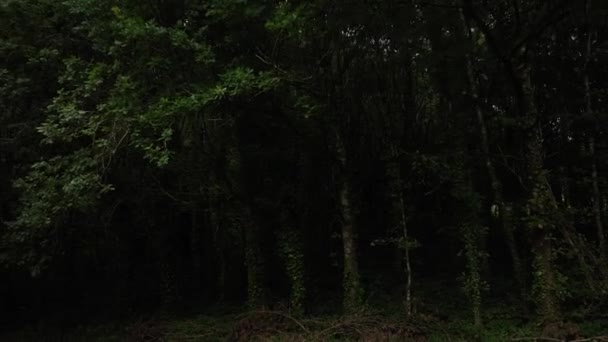 Ballysaggartmore塔 爱尔兰绿林背景下的古老大门 神秘的爱尔兰 相机飞过利斯莫尔中世纪的桥 沃特福德郡的森林 — 图库视频影像