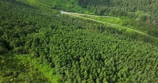 Вид Воздуха Сельскую Дорогу Проходящую Через Пышный Зеленый Лесной Горный — стоковое видео