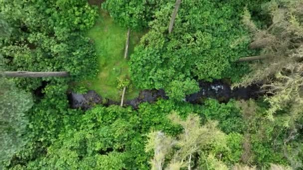 녹지의 중간에 강입니다 나무의 배경에 역사적으로 폭포처럼 바위를 흐르는 — 비디오