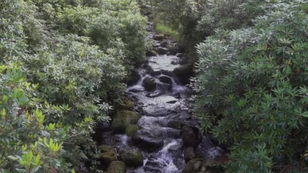 在风景如画的绿地中间的一条山河 背景绿树成石 河水像小瀑布一样流过岩石 在历史性的远足中 — 图库视频影像