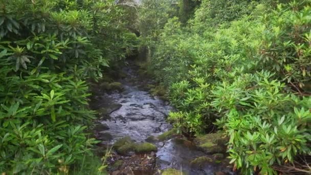 Górska Rzeka Środku Malowniczej Zieleni Górski Potok Kamieniami Tle Zielonych — Wideo stockowe