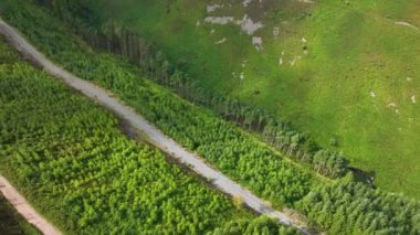 İrlanda, Waterword 'daki Lismore' daki yemyeşil orman dağ manzarasından geçen kırsal yol manzarası. Dağlarda yoğun yeşil ağaçlar ve çam ağaçları. Yol çok yüksek.