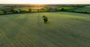 Huzurlu bir manzara, canlı tarlalar ve yapayalnız bir ağaç üzerindeki sıcak renklerle çarpıcı bir günbatımını içerir. Uzun bir tarlanın üzerinde bir uçuş. Çiftlik arazisi. İrlanda. Yüksek kalite 4k görüntü