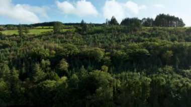 Bu çarpıcı hava videosu, doğanın sükunetini ve güzelliğini vurgulayarak, parlak güneş ışığı altında yeşil alanlar ve ormanlar sergiliyor. 4K doğa çekimi. Yüksek kalite 4k görüntü