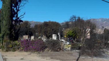 14 Ocak 2025 'te, Pasadena, Kaliforniya, ABD' de yıkıcı bir yangından sonra yanan bir mülk. Videoda yanmış ağaçlar, evin kalıntıları ve canlı mor çiçekler yer alıyor.