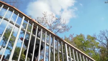 Bir insan, parlak, berrak bir mavi gökyüzünün altında, güzel, canlı ağaçlarla çevrili bir korkuluğun üzerine eğilir. Modern şehir yaşam tarzı ve mutluluk kavramı. Ağır çekim. Yüksek kaliteli HD görüntüler