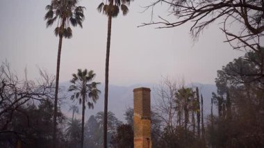 Yangından yara almış bir toprak manzarası, yalnız bir bacanın yanında duran palmiye ağaçlarını ortaya çıkarır. Pasadena, Kaliforniya, ABD 'de çıkan yangından sonra yıkılan evler ve yanıp kül olmuş
