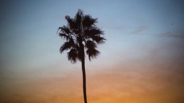 Los Angeles Venedik Plajı 'nda renkli bir günbatımı gökyüzüne karşı duran tek bir palmiye ağacının çarpıcı silueti. Turuncu ve mavinin eğimli renkleri sakin ve tropikal bir atmosfer yaratır. Yalnız başına.
