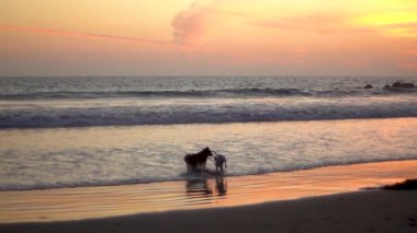 Gün batımında kıyı şeridi boyunca koşan iki oyuncu köpek, Pastel renkli bir gökyüzünün altında okyanus dalgalarında süzülüyorlar. Sıcak ışık sudan yansıyarak huzurlu ve neşeli bir bağlantı anı yaratır.