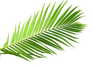 Yeşil palmiye yaprakları kenarlık