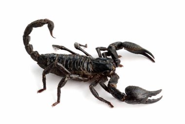 Heterometrus longimanus back scorpion isolated on white background
