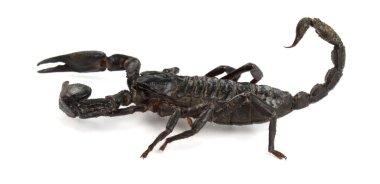 Heterometrus longimanus back scorpion isolated on white background