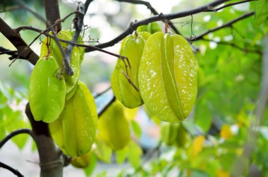 Green and yellow star apple fruit carambola
