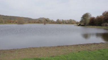 Yetişkin bir kadın, Eijsder Beemden Doğa Koruma Alanında, Eijsden, Güney Limburg, Hollanda 'da sonbahar günü arka planda bir sürü Galloway sığırı görerek bir gölete doğru yürüyor.
