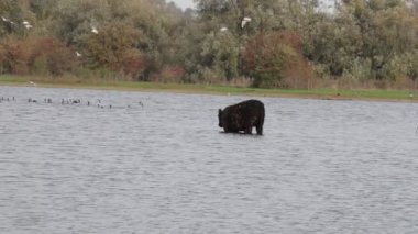 Gölün suyunda sakince duran Galloway sığırlarının yan görüntüsü, Eijsder Beemden Doğa Koruma Alanında yüzen ve uçan kuşlar, arka planda ağaçlar, Eijsden, Güney Limburg, Hollanda 'da sonbahar günü